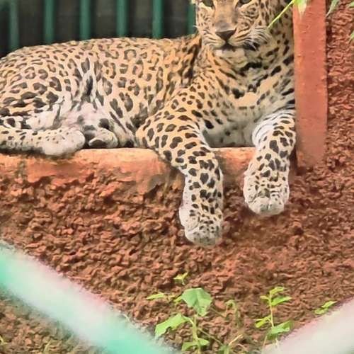 Educational Tour (Nahargarh Biological Park)